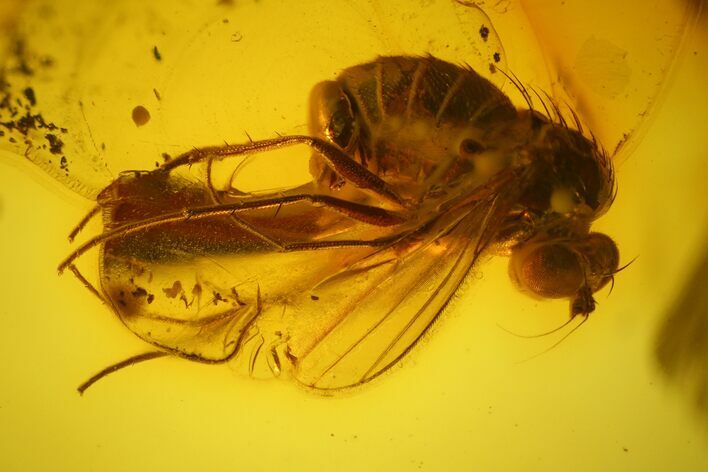 Detailed Fossil Fly (Diptera) In Baltic Amber #145397